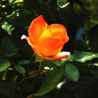 Флорибунда :: Валентин Семчишин Флорибунда :: Валентин Семчишин