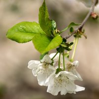 вишня :: Игорь Сикорский