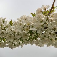 Черешня :: Игорь Сикорский