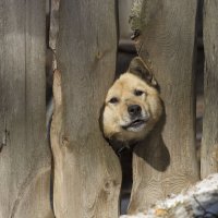 Нравится мне эта морда ! :: Пасечник 