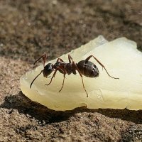 ---------- :: igor G.