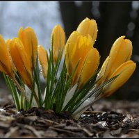 Крокус желтый :: Aleksandr Gal