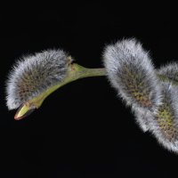 цветы :: Vlad Krrr цветы :: Vlad Krrr