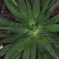 цветы :: Vlad Krrr цветы :: Vlad Krrr