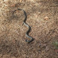 Про ужика. :: Михаил "Skipper"