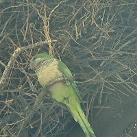 И снова попугаи :: Светлана Хращевская И снова попугаи :: Светлана Хращевская