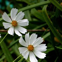 Любопытные космеи. :: nadyasilyuk Вознюк