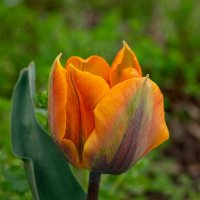 Про тюльпан... :: Николай Гирш