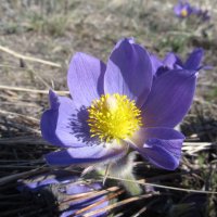 прекрасная сон-трава :: Елена Шаламова