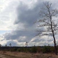 Весна :: Татьяна Тюменка