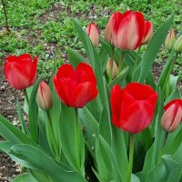 Вот и первые тюльпаны :: Наталья Вот и первые тюльпаны :: Наталья