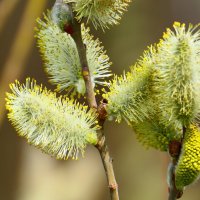 Пробуждение "ВЕСНЫ" Прекрасная природа. :: "The Natural World" Александер