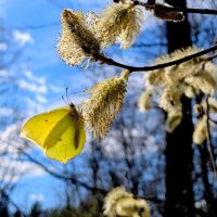 природа начала апреля 7 :: Александр Прокудин природа начала апреля 7 :: Александр Прокудин