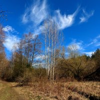 природа начала апреля 10 :: Александр Прокудин природа начала апреля 10 :: Александр Прокудин