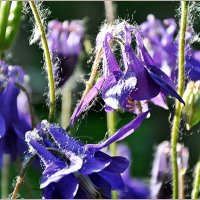 Про июнь :: Aquarius - Сергей Про июнь :: Aquarius - Сергей