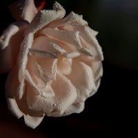 Роза :: Сергей Швечков Роза :: Сергей Швечков