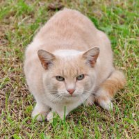 Случайная встреча :: Валерий Судачок