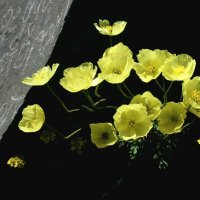 Мак :: Виктор Фоменко