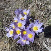 радость первых цветов :: Елена Шаламова радость первых цветов :: Елена Шаламова