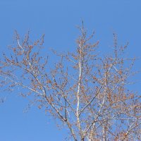 краски апреля :: Елена Шаламова