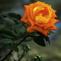 Оранжевая роза :: Валентин Семчишин Оранжевая роза :: Валентин Семчишин