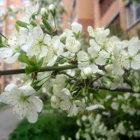 Люблю весну в начале мая :: Елена Семигина