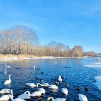 заказник «Лебединый» :: Вера Феофелактова