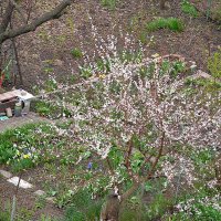 Садок у дома :: Сеня Белгородский
