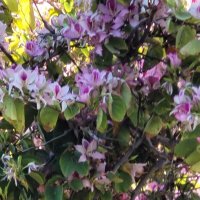 Цветущее дерево весны. :: Светлана Хращевская Цветущее дерево весны. :: Светлана Хращевская