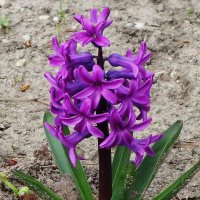 Гиацинт :: Рита Симонова Гиацинт :: Рита Симонова