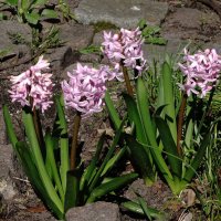 Гиацинт :: Рита Симонова