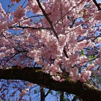 "..любуйся же вишней цветущей!..." :: Галина 