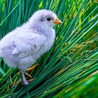 *** :: Aleksey Afonin *** :: Aleksey Afonin