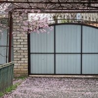 Миндаль отцветает... :: Наталья 