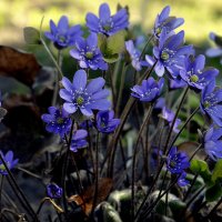 Печоночница :: Aleksandr Gal