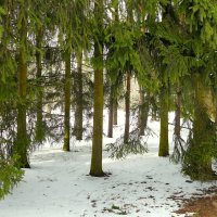 Там,где запах хвои и весны... :: Sergey Gordoff