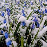 апрельская флора под снегом  5 :: Александр Прокудин