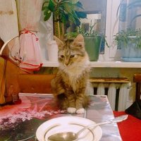 Соня :: Сергей Кочнев