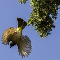 Бюльбюль желто-поясничный. :: Alexander Amromin Бюльбюль желто-поясничный. :: Alexander Amromin