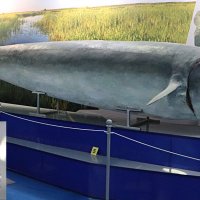 Муляж белуги :: Любовь Сахарова