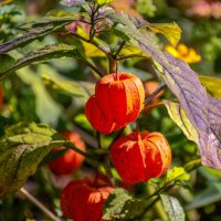 Физалис обыкновенный :: Игорь Сикорский