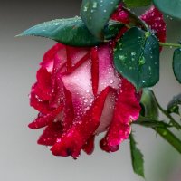 Роза :: Игорь Сикорский Роза :: Игорь Сикорский