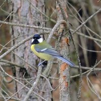 °∆° :: Фёдор Меркурьев