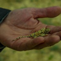 ящерка :: Анатолий Чикчирный