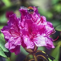 Рододендрон и шмелик :: Андроник Александр 