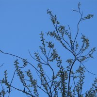 краски апреля :: Елена Шаламова