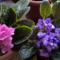 Фиалки :: Елена Семигина