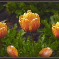 Тюльпаны. :: Владимир Кроливец