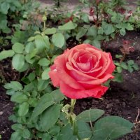 ,,, :: Сергей Тимоновский