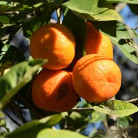 Мандарины :: Oleg4618 Шутченко